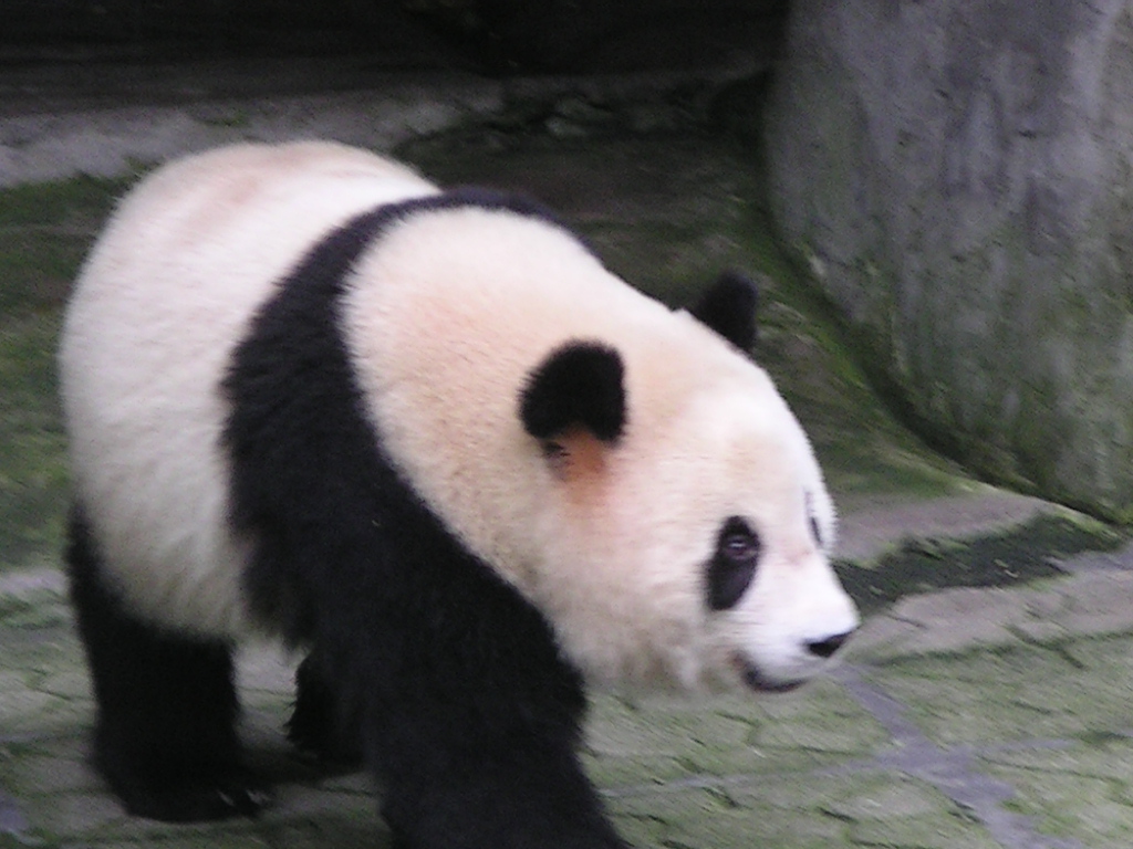 panda