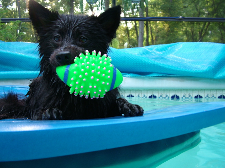 Wade enjoying her pool time. She is part Schipperke and American Eskimo.