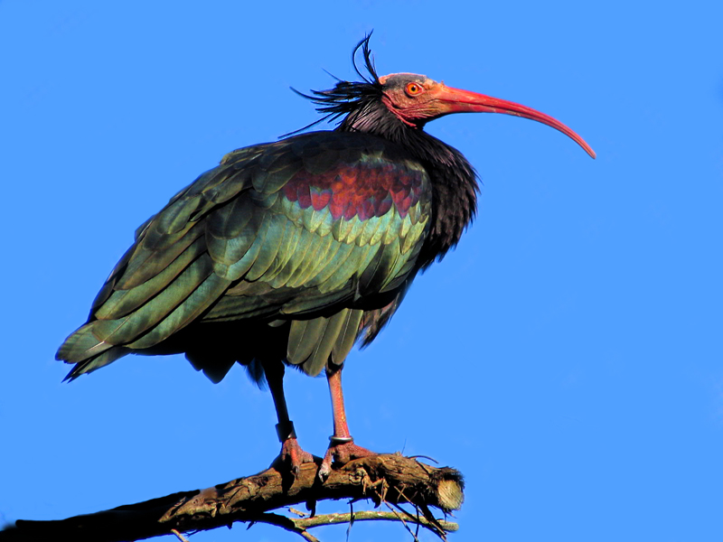 waldrappibis2.jpg