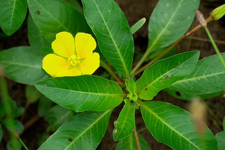 A close up of a waterplant with a pretty yellow bloom.