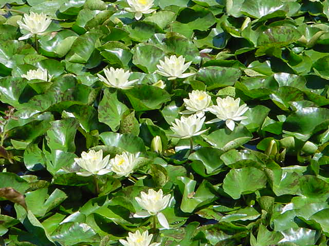 waterlily12.jpg