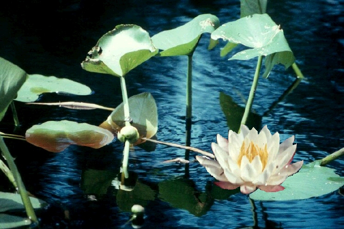 waterlilypics.jpg