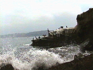 Wave crashing on the California coast with birds on the rocks.