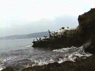 Wave crashing on the California coast with birds on the rocks.