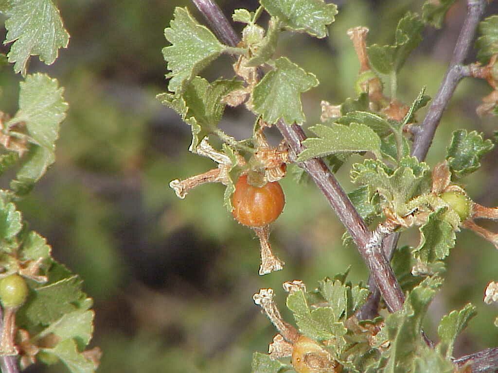 Wax Currant