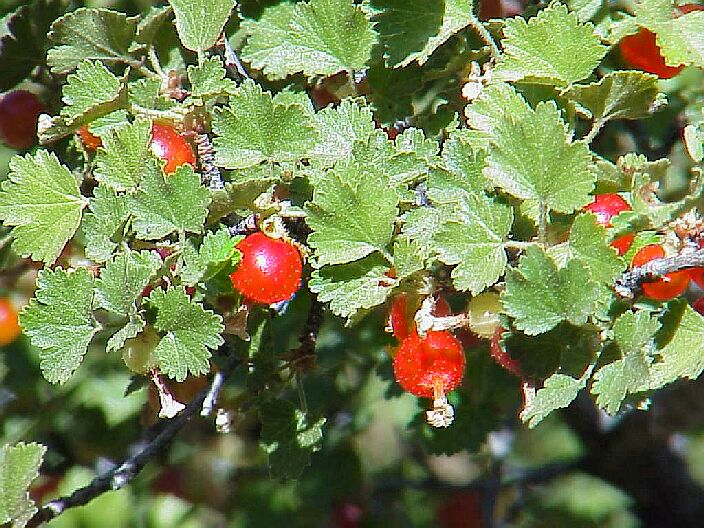 Wax Currant