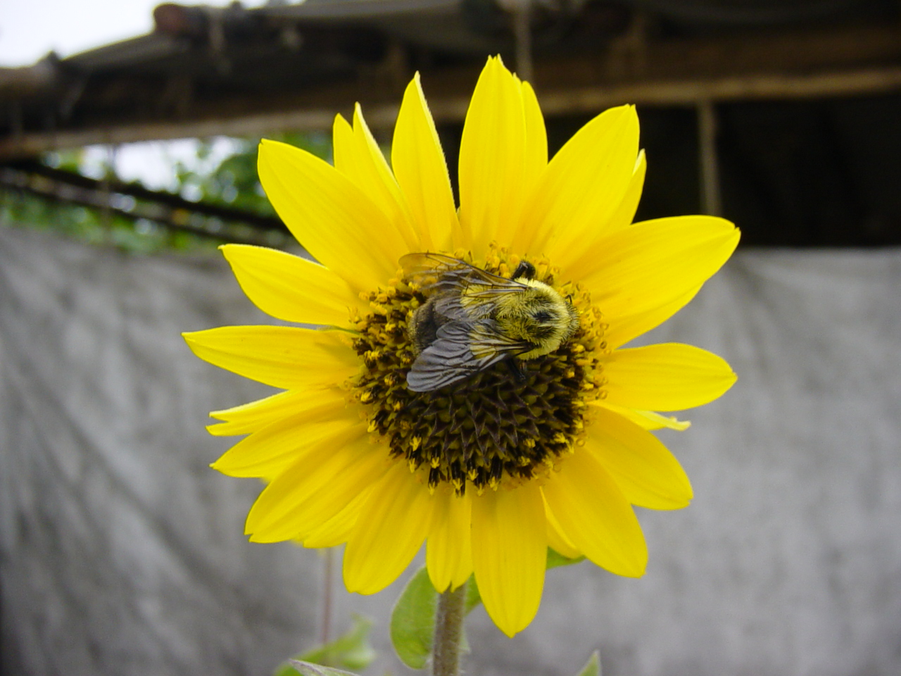 Pollinating