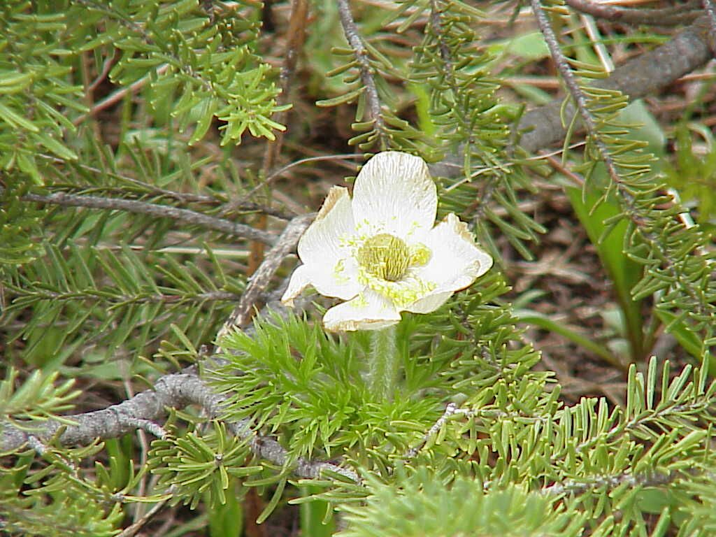 Western Anemone