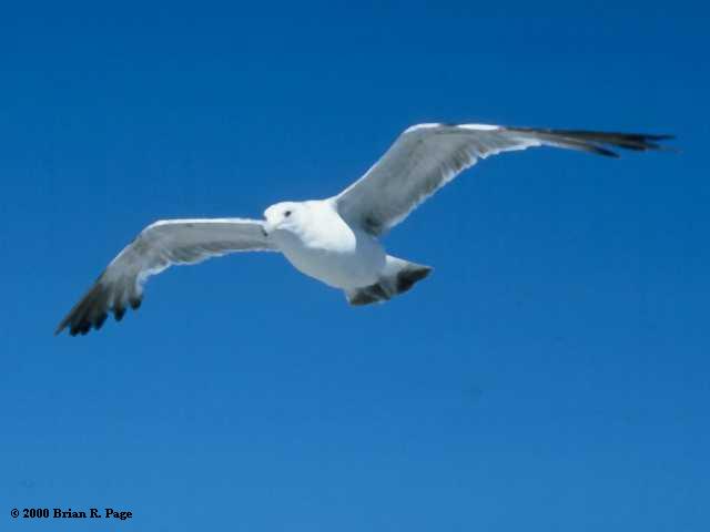 Western Gull in flight