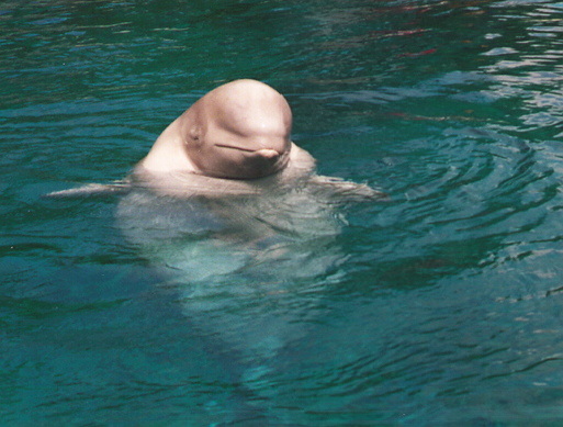 Beluga Whale Vancouver Aquarium British Columbia Canada