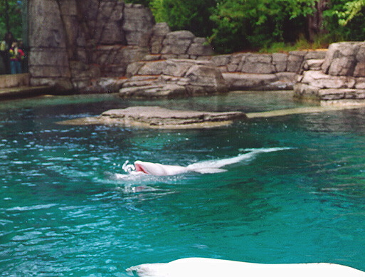 Beluga Whale Vancouver Aquarium British Columbia Canada