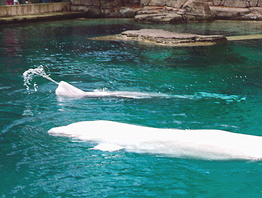 Beluga Whale Vancouver Aquarium British Columbia Canada