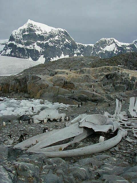 Whale skeleton