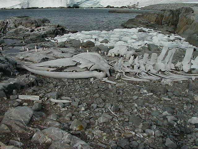 Whale skeleton