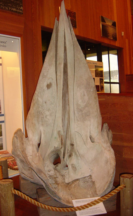 Sperm Whale Cranium