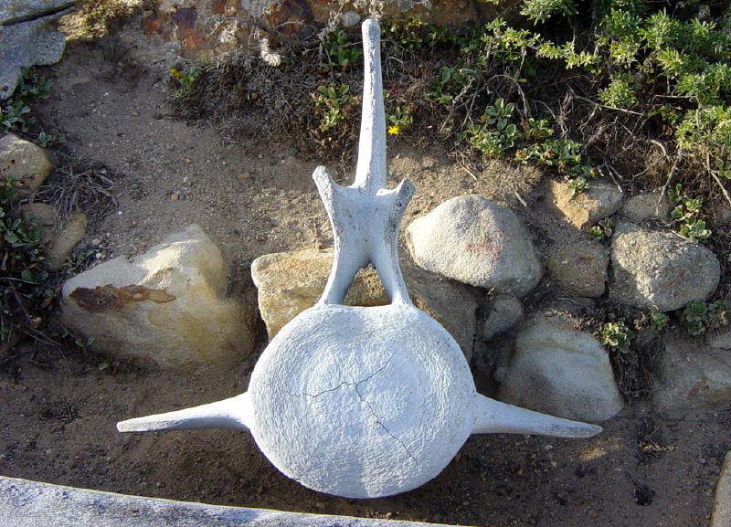 Whale Vertebra