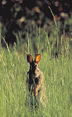 This rabbit is an herbivore. He likes to eat plants, especially grass!