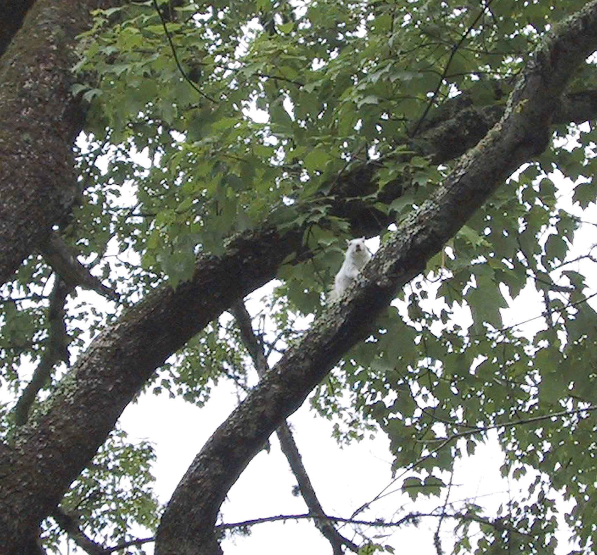 white squirrel