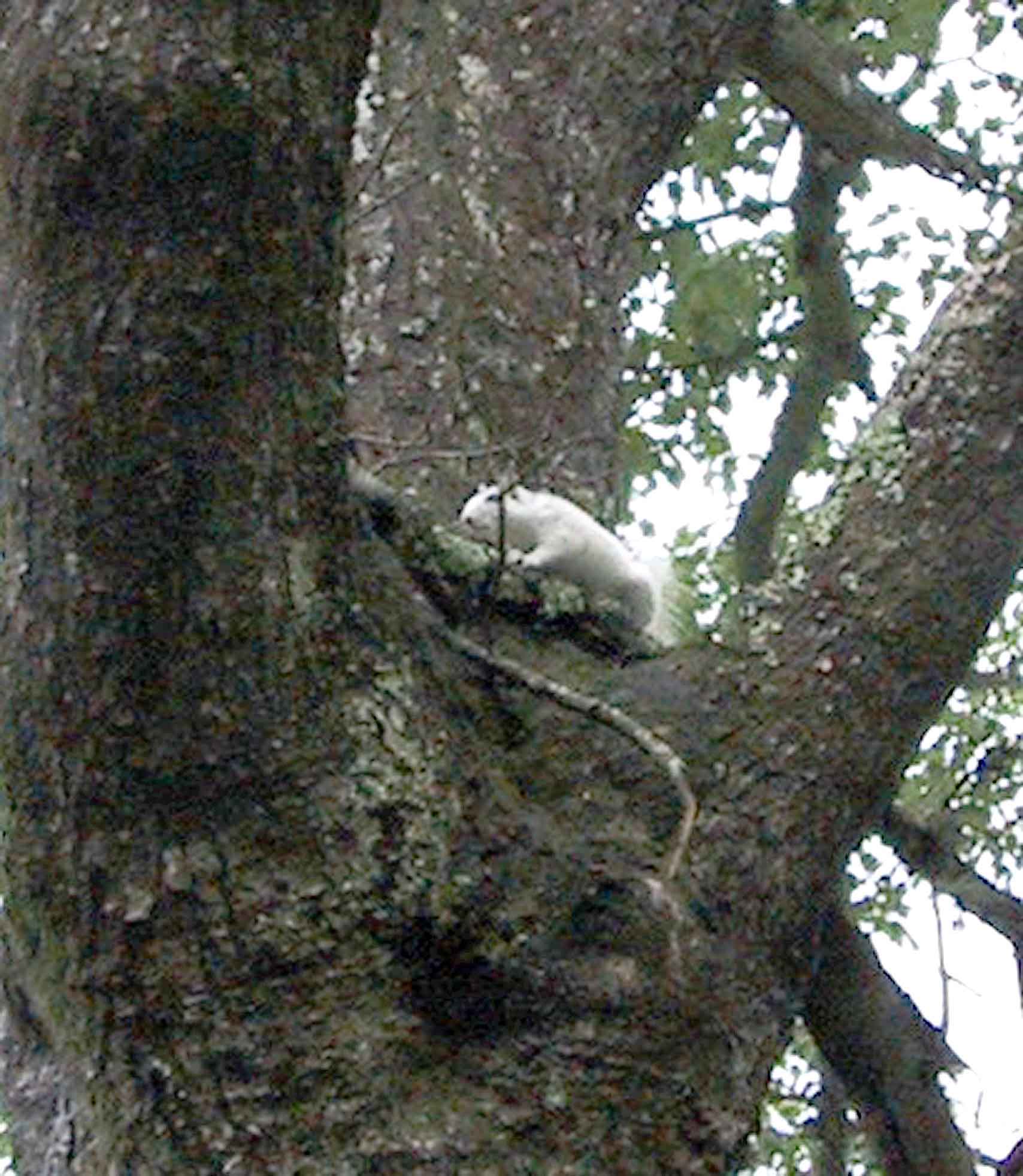 white-squirrel-2.jpg