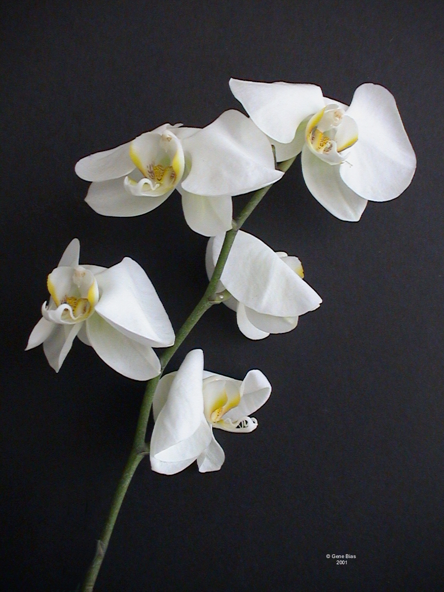 white orchid