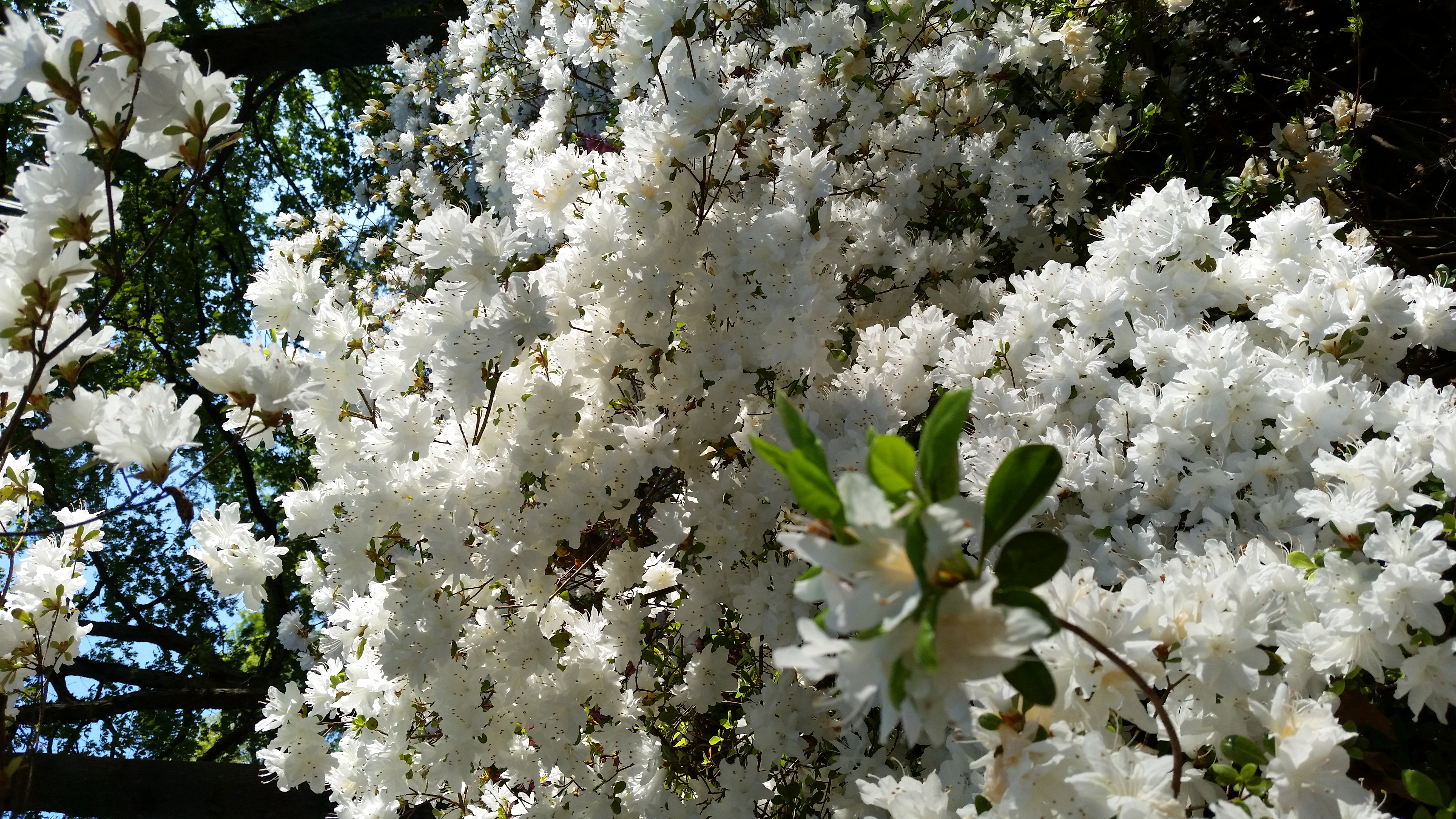 white azaleas