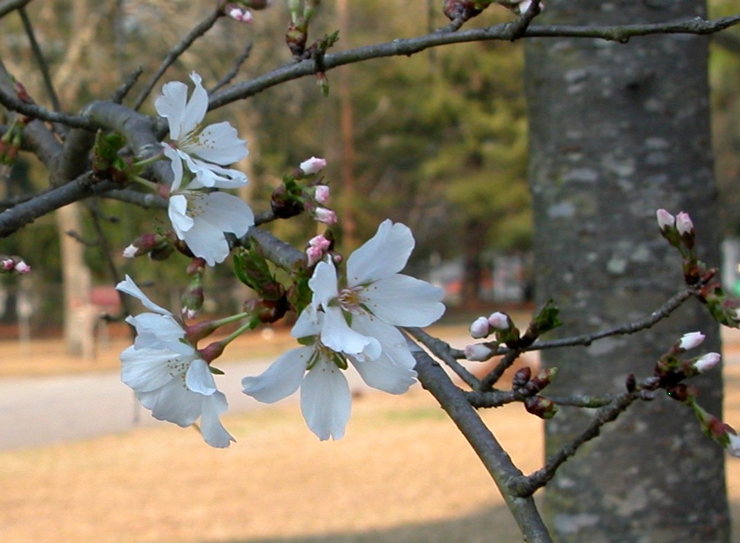 whitedogwoodblossoms.jpg