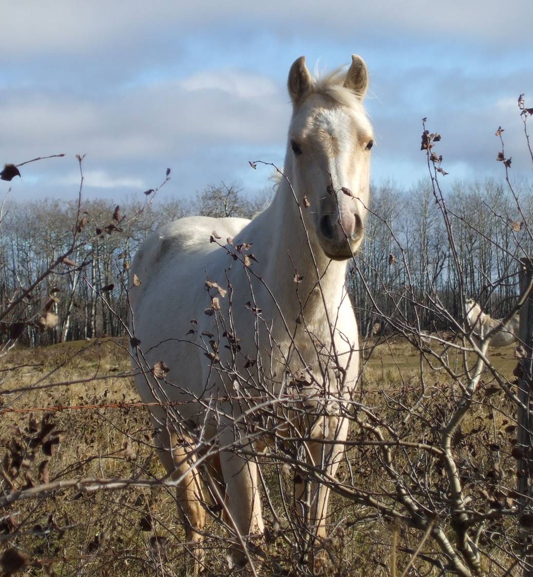 WHITE HORSE 1