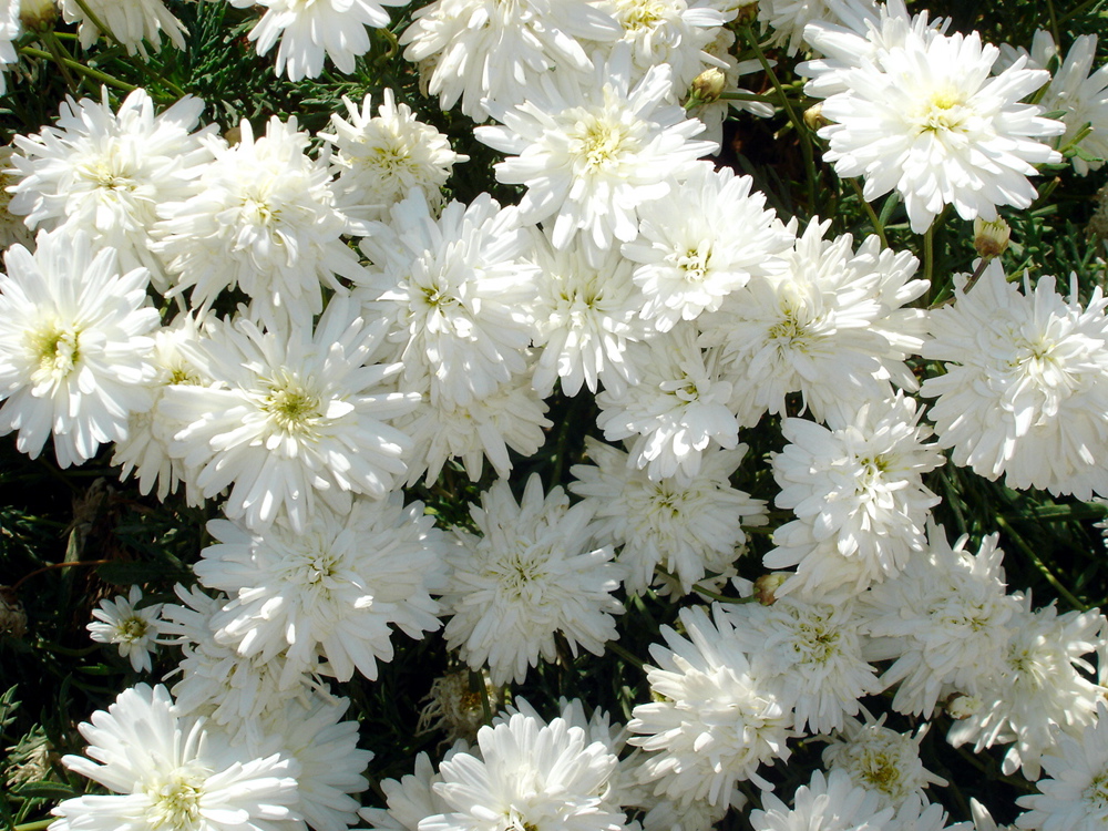 White garden mums