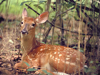 This fawn still has his spots. They'll disappear after his first birthday!