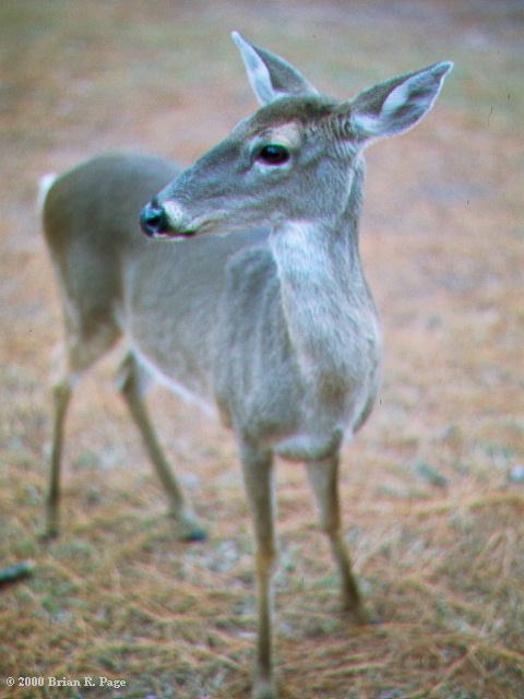 A whitetailed deer doe.