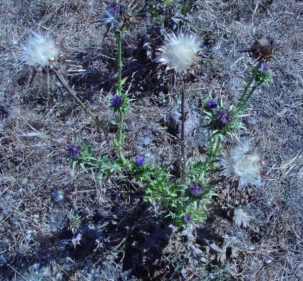 White Thistle