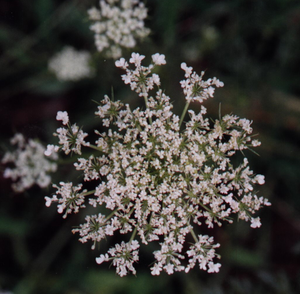 wild carrot flower