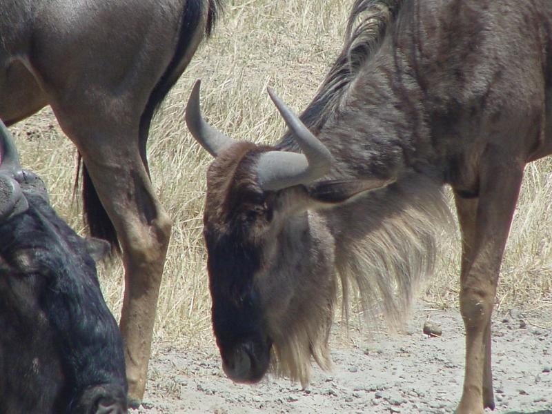 Wildebeest