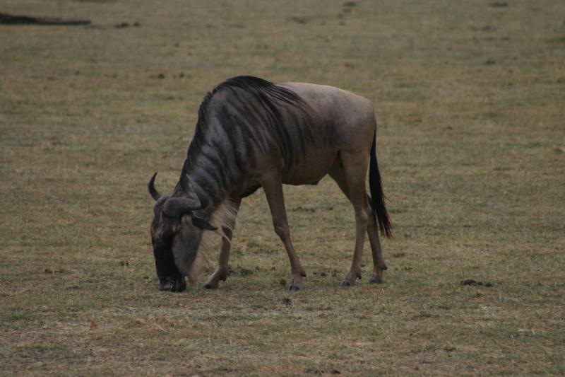 Wildebeest