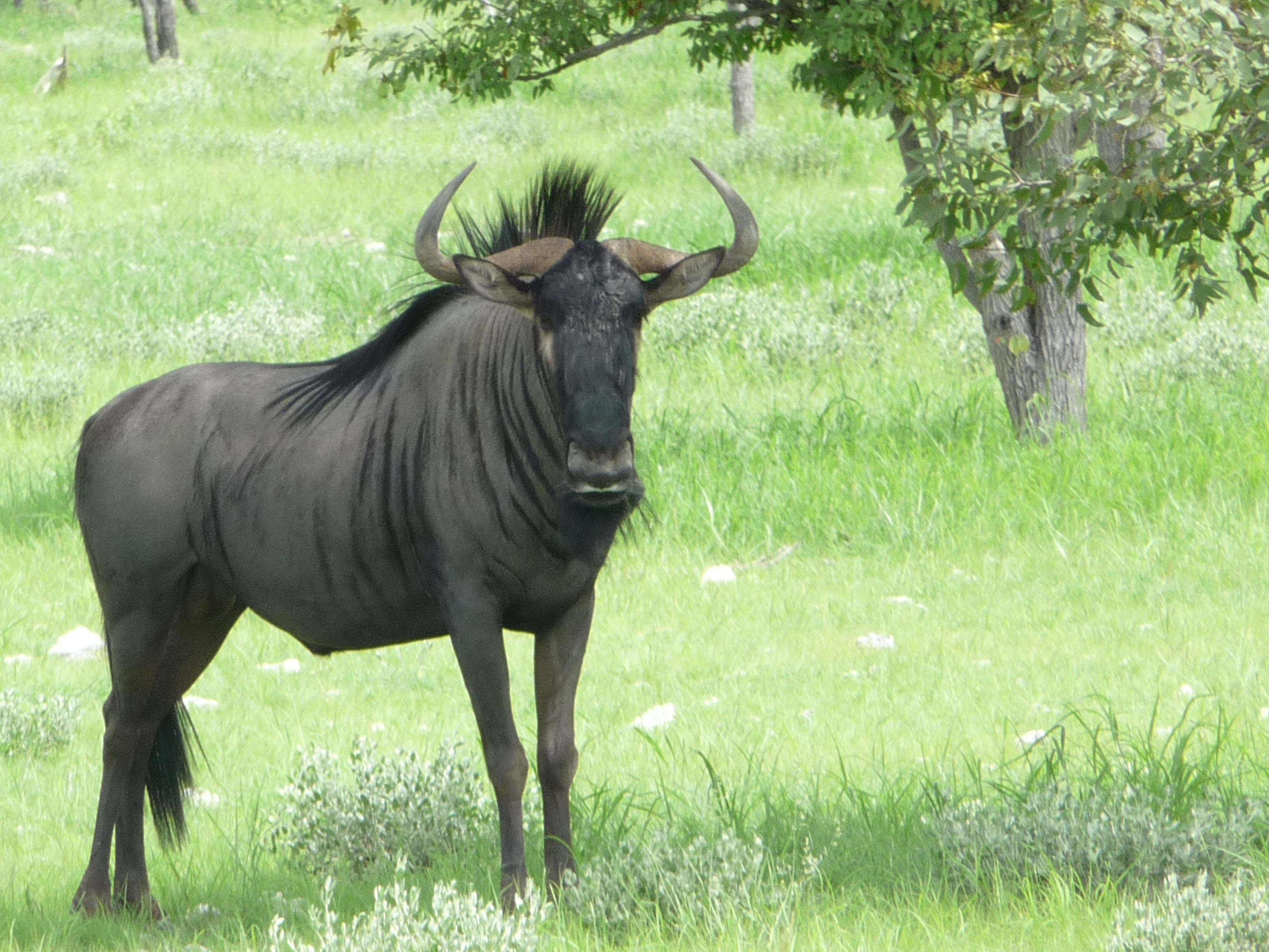 Adult Male Wildebeest