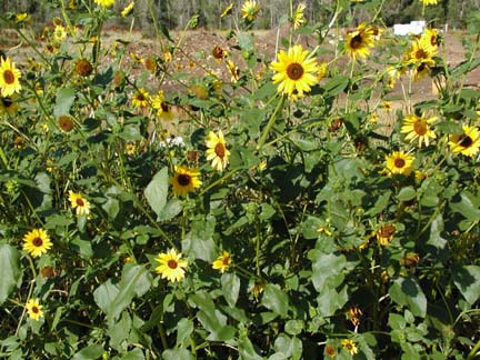 wildflowers