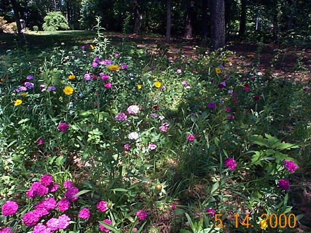 Wildflowers