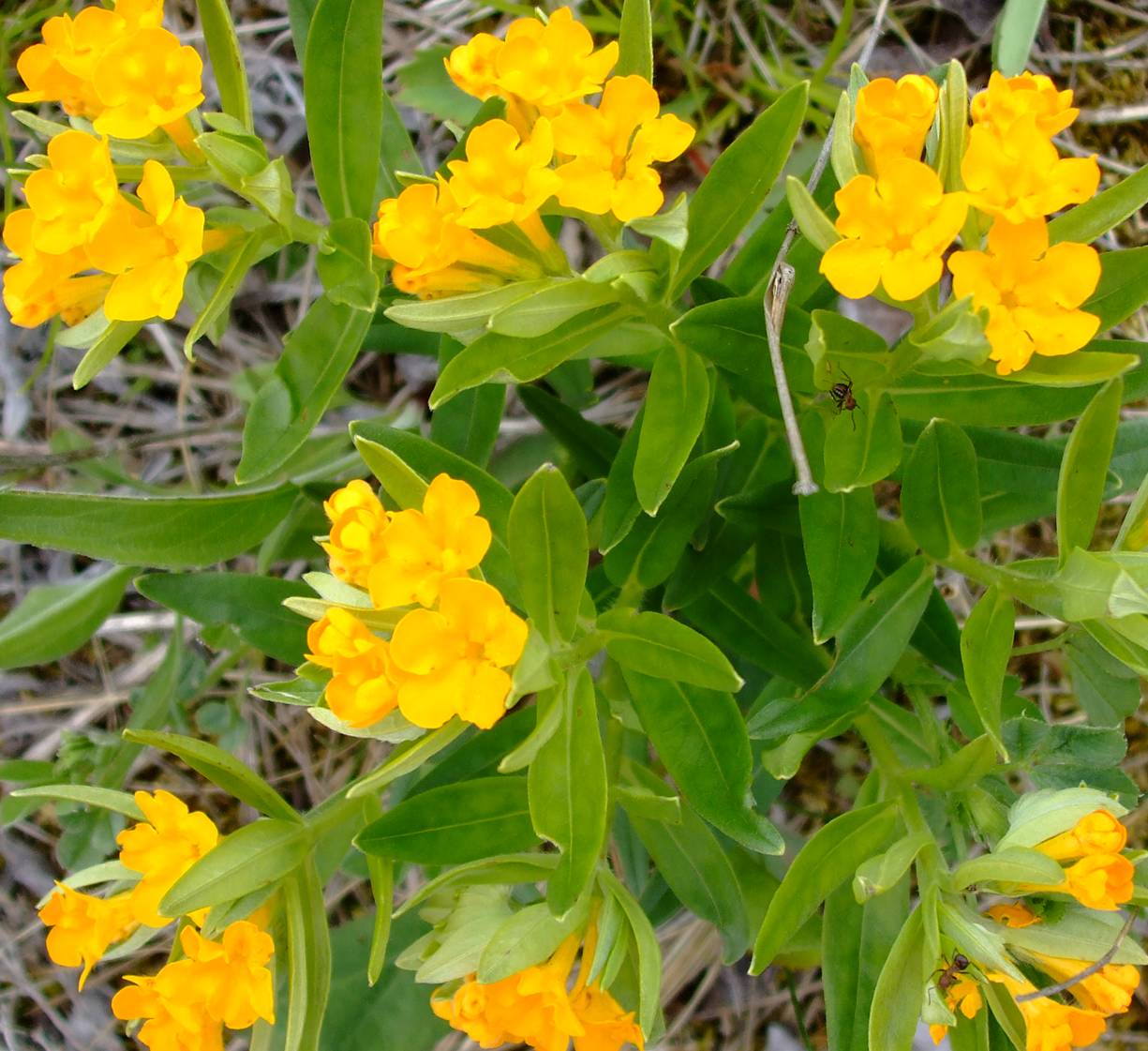 wildflowers21.jpg