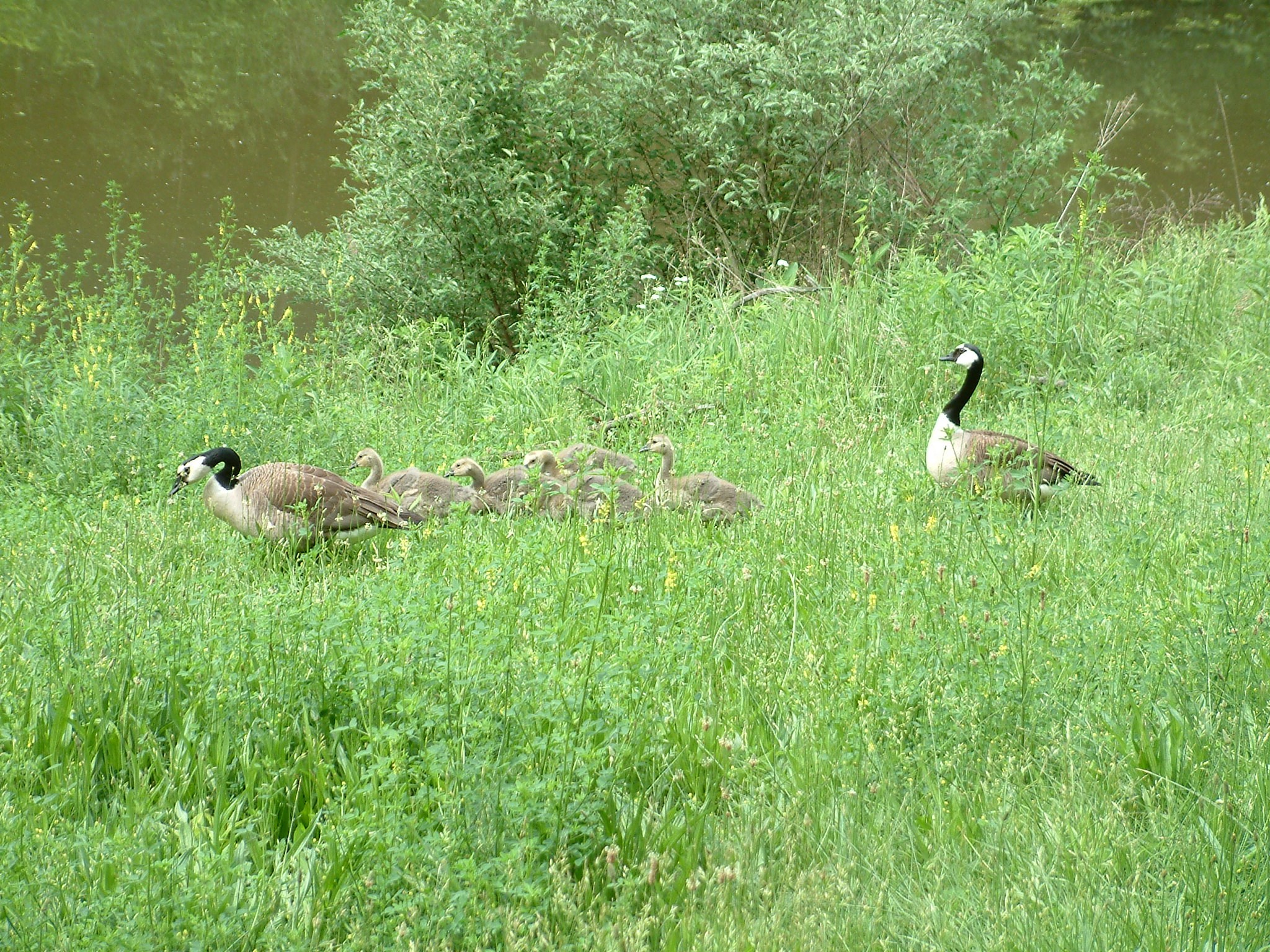 Family of Geese at Wildlife Prairie Start Park