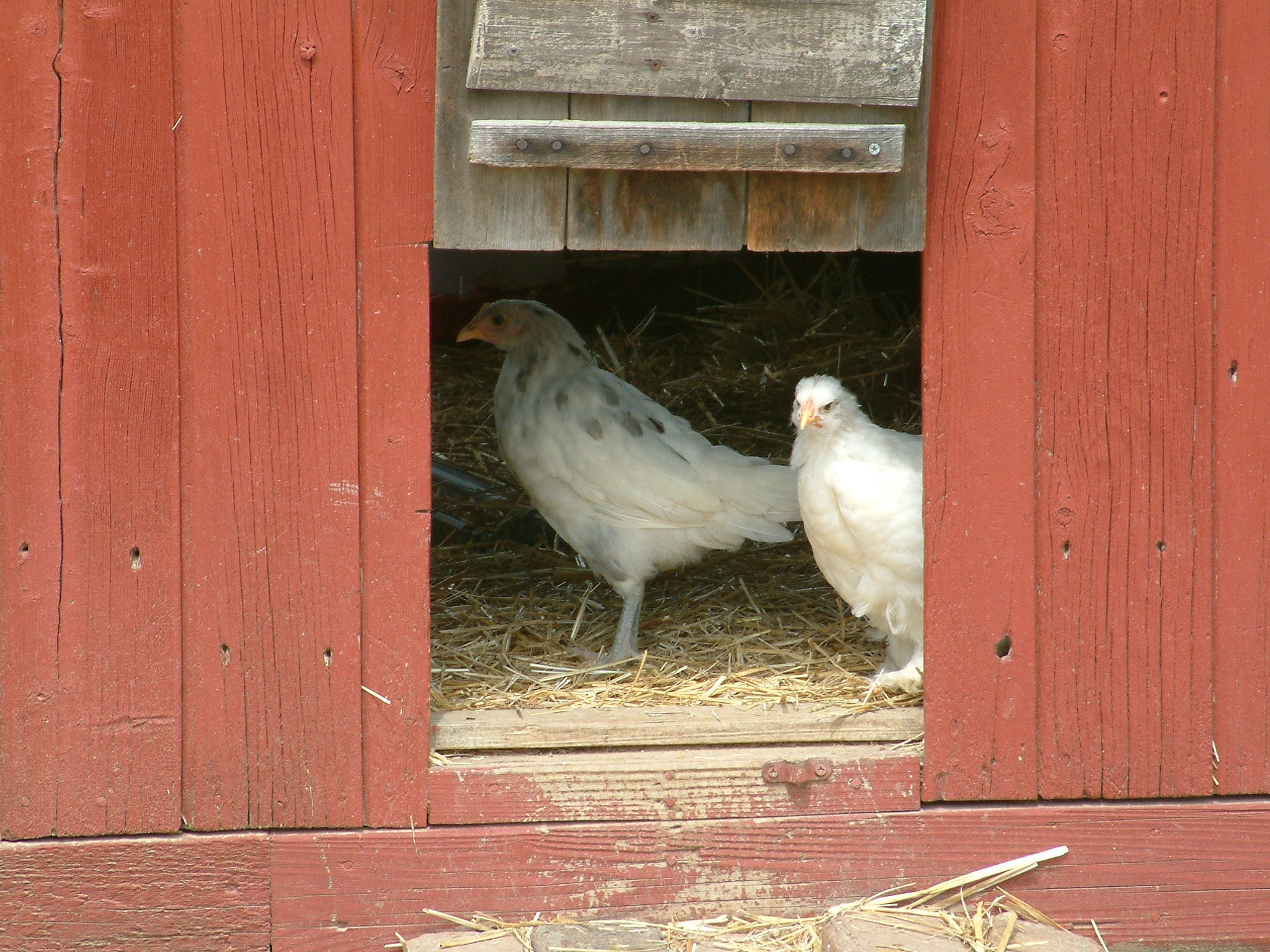 wildlifeprairie6.jpg