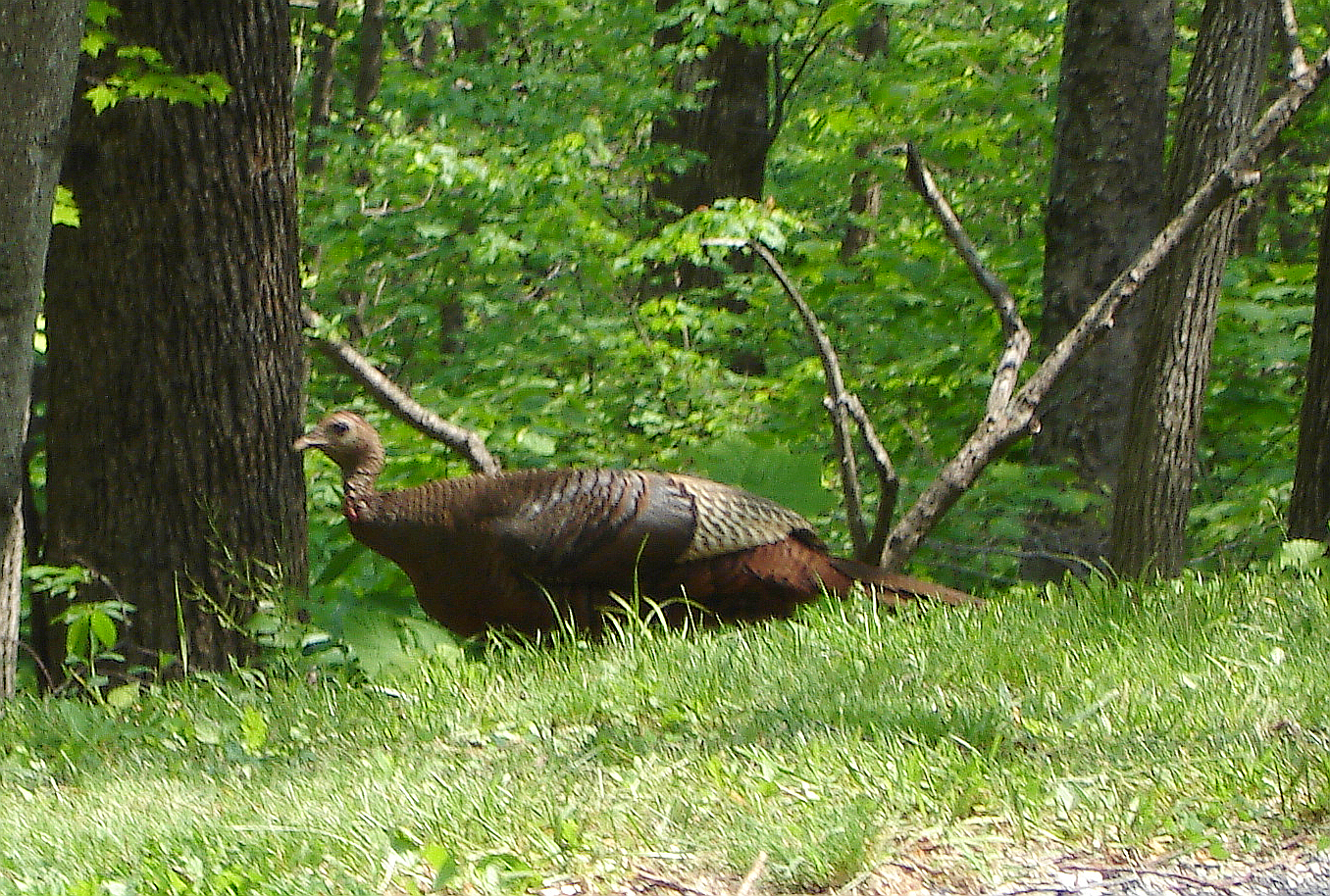 Wild Turkey