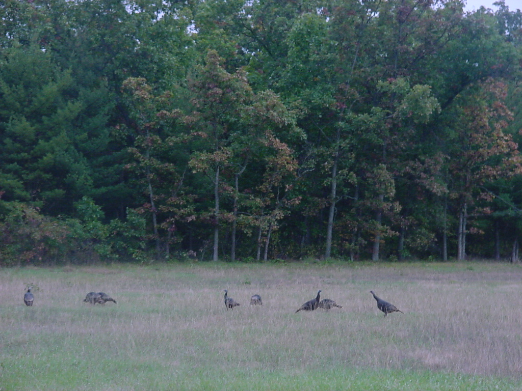Wild Turkeys on the Side of Hwy 37