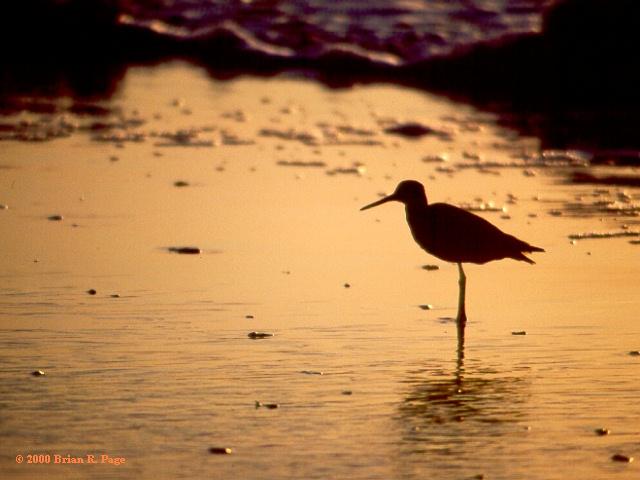 Willet (Catoptrophorus semipalmatus) silhouetted by morning twilight on Edisto Island.