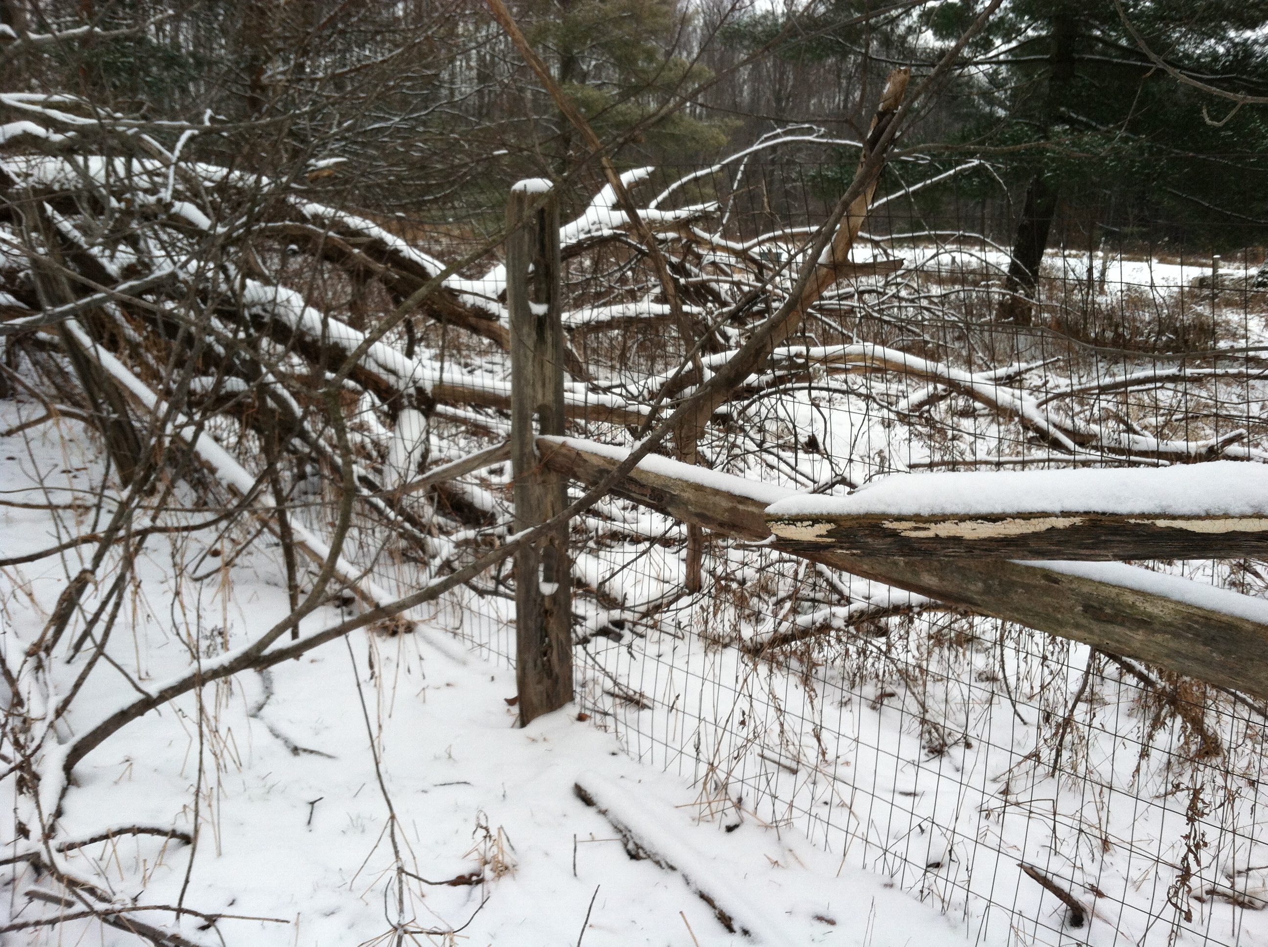 Fallen Branches and fence in Winter