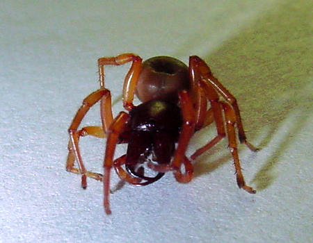 Office Spider