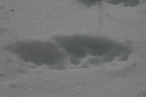 Wolf footprint in the snow