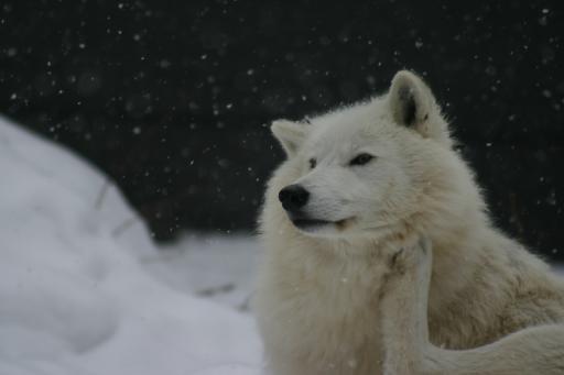 Arctic Wolf scratching