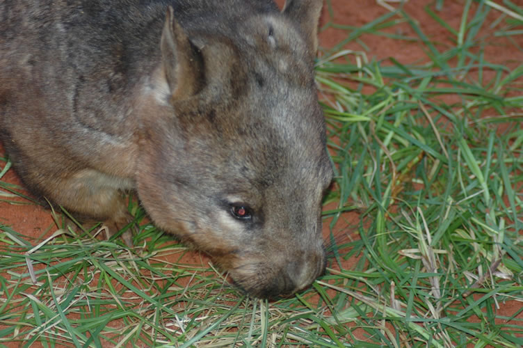 Wombat