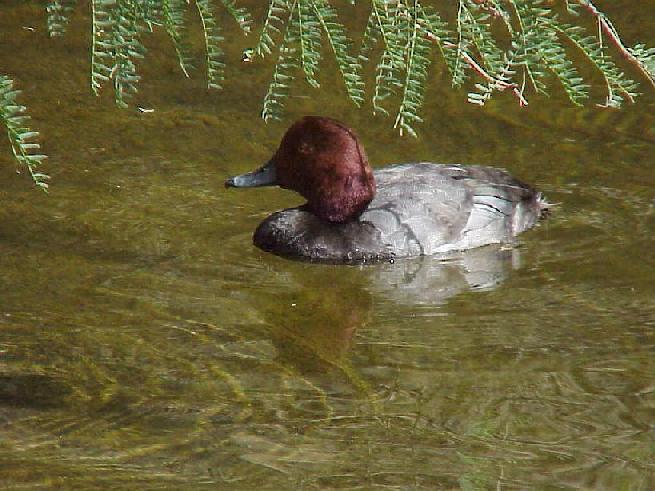 woodduck.jpg