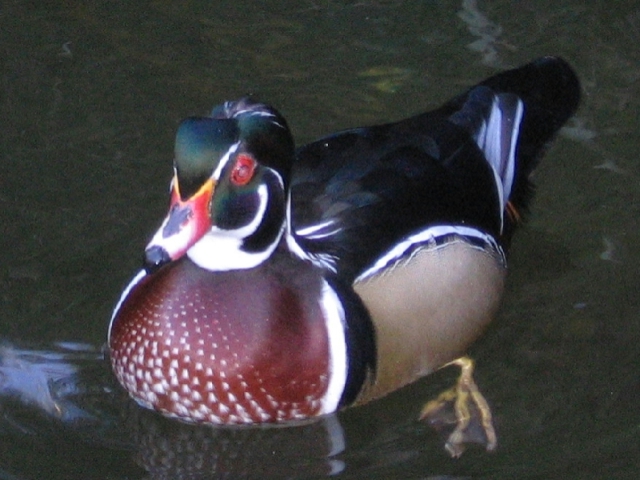 woodduck02.jpg